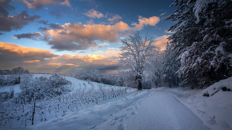 Breathtaking view of a pathway and trees covered in snow gleaming under the cloudy sky