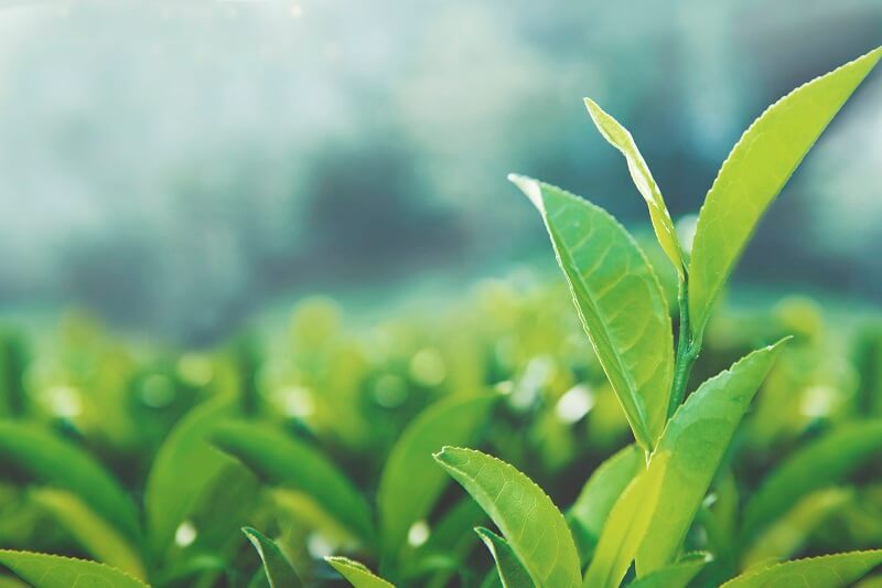 Healthy tea leaves