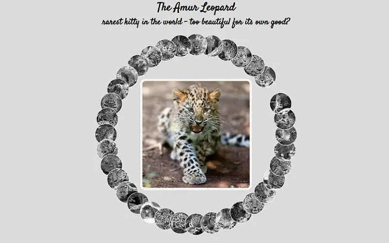 Amur Leopard Image Gallery With CSS
